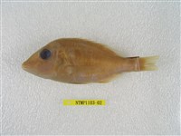 藏品(青嘴龍占)的圖片